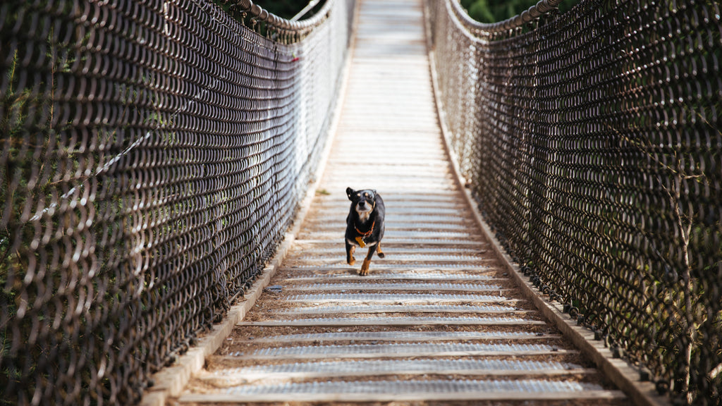 Running with Your Dog